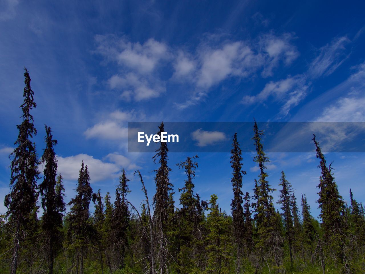 LOW ANGLE VIEW OF TREES AGAINST BLUE SKY