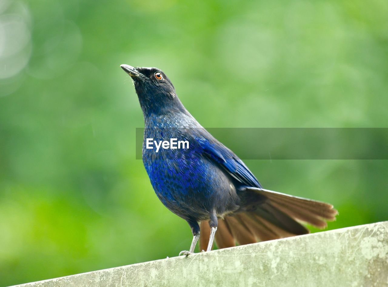 CLOSE-UP OF BIRD