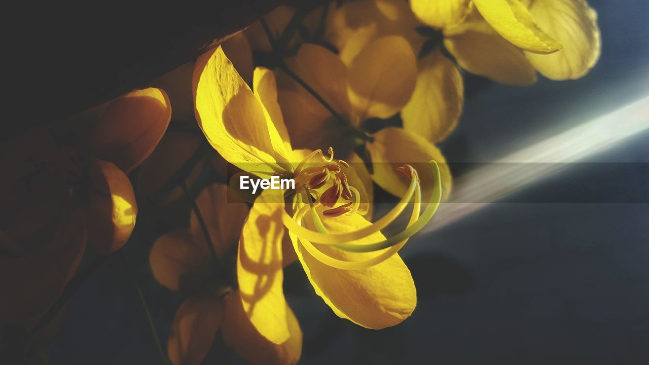 CLOSE-UP OF YELLOW FLOWERS IN HAND