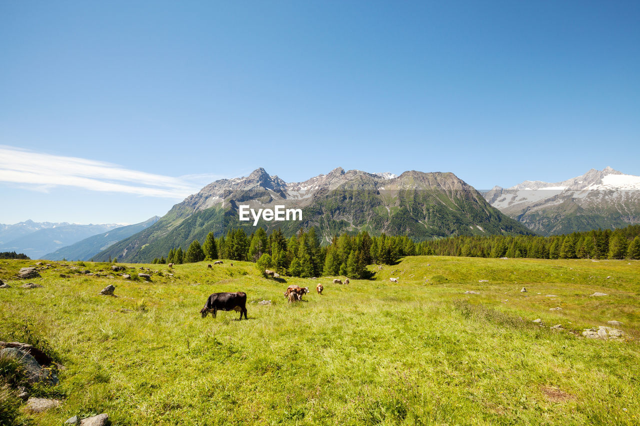 COWS ON FIELD AGAINST MOUNTAINS