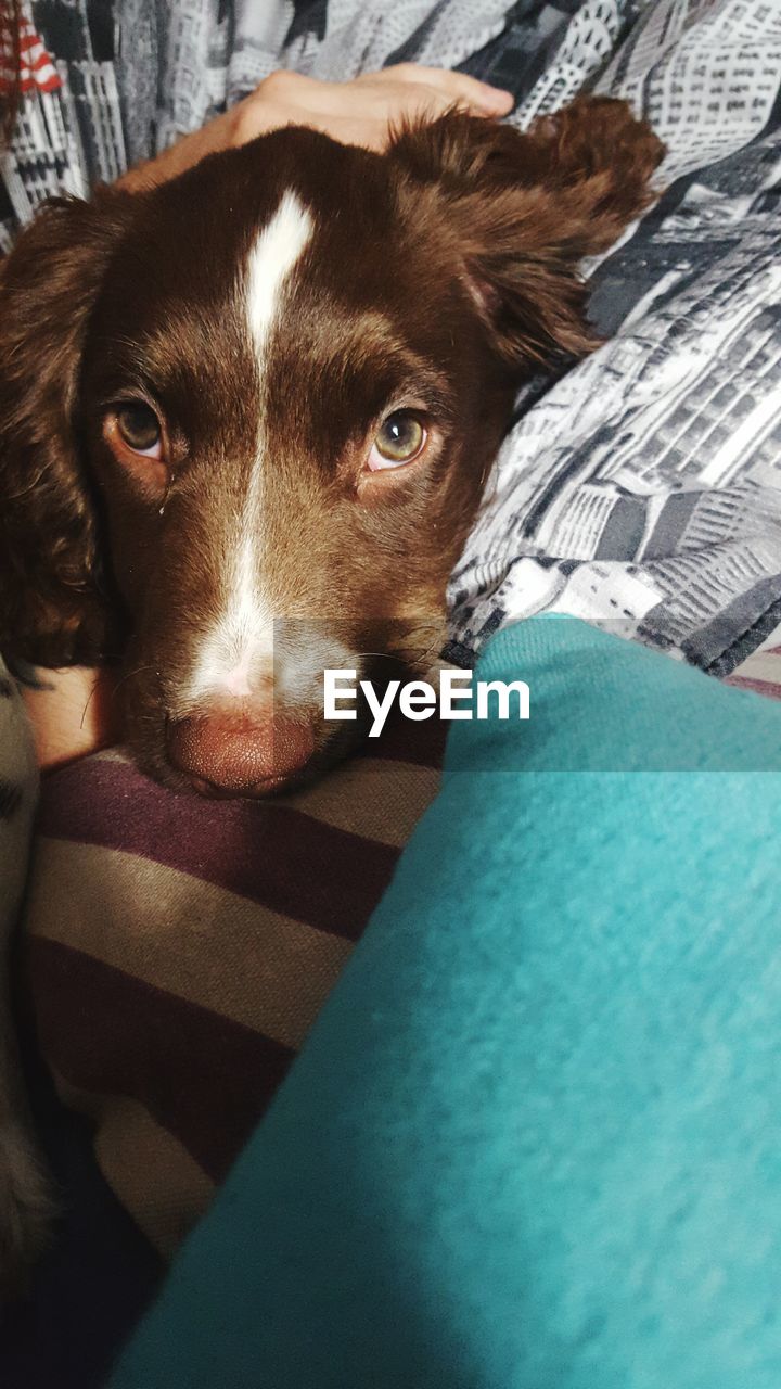 High angle portrait of english springer spaniel dog on bed