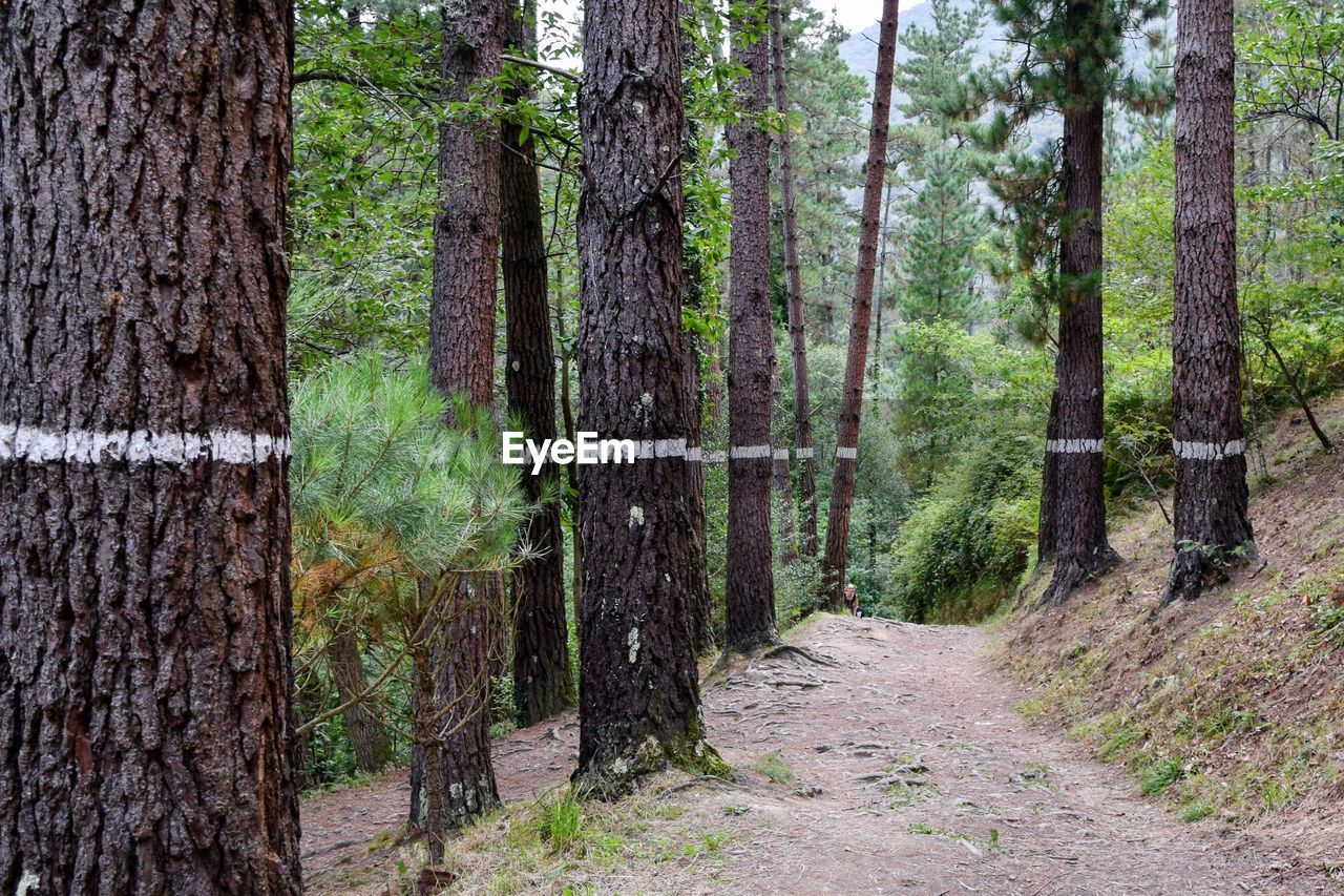 Panoramic view of pine trees in forest