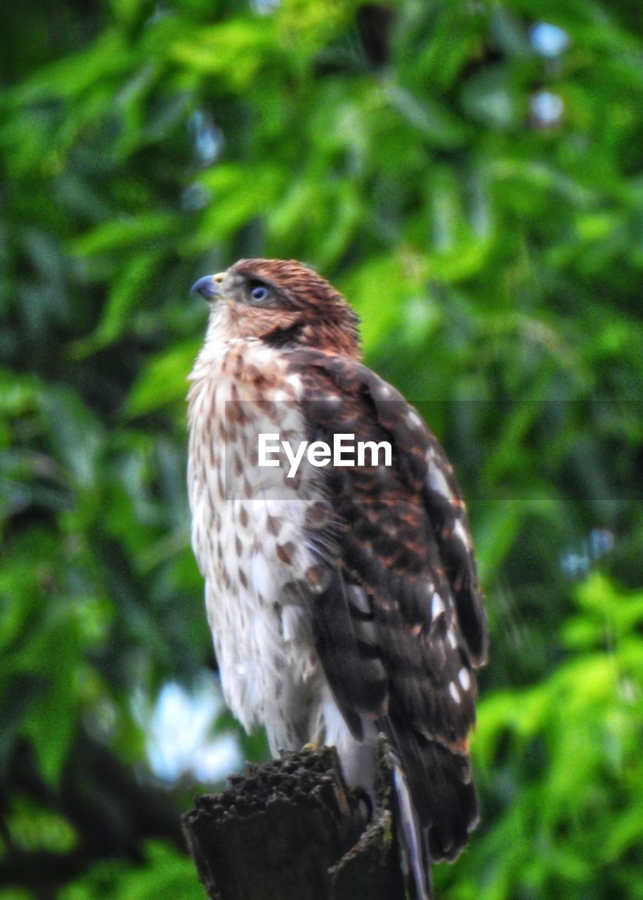 CLOSE-UP OF OWL PERCHING ON TREE