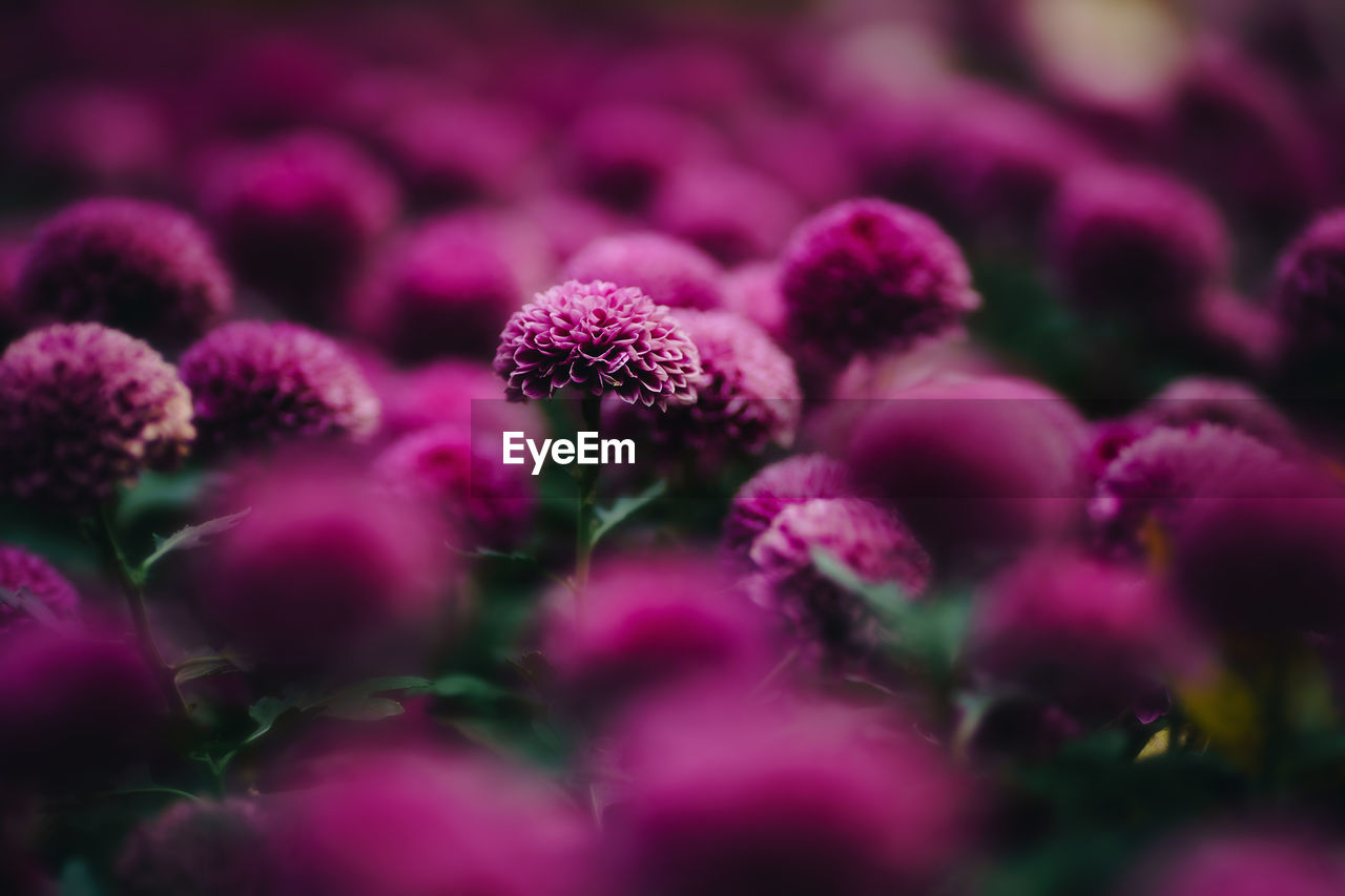 CLOSE-UP OF PINK FLOWERS