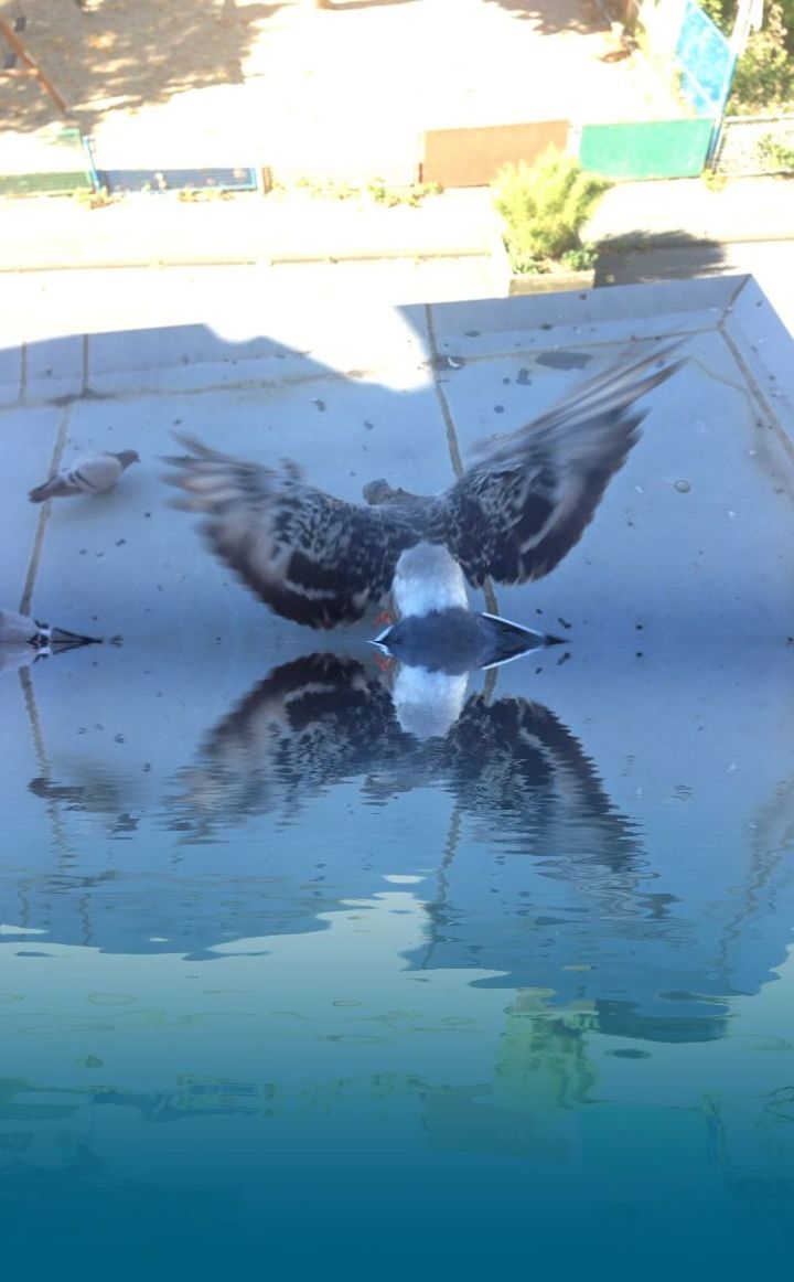 REFLECTION OF TREES IN WATER