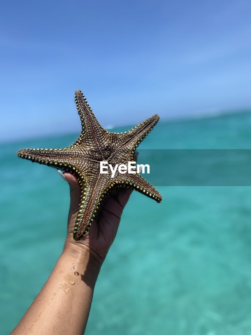 Sea star - étoile de mer -zanzibar - paradise