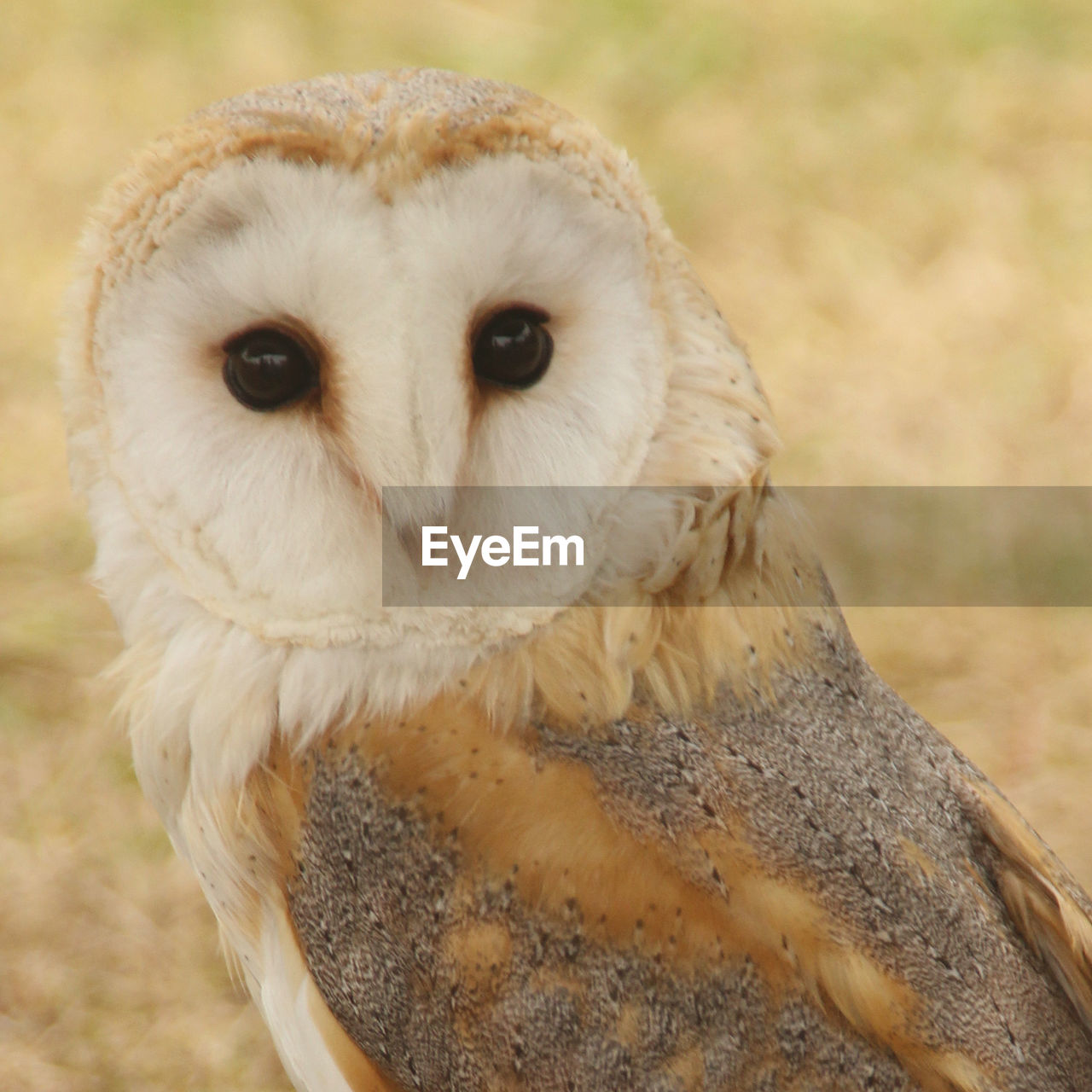 CLOSE-UP OF OWL ON FIELD