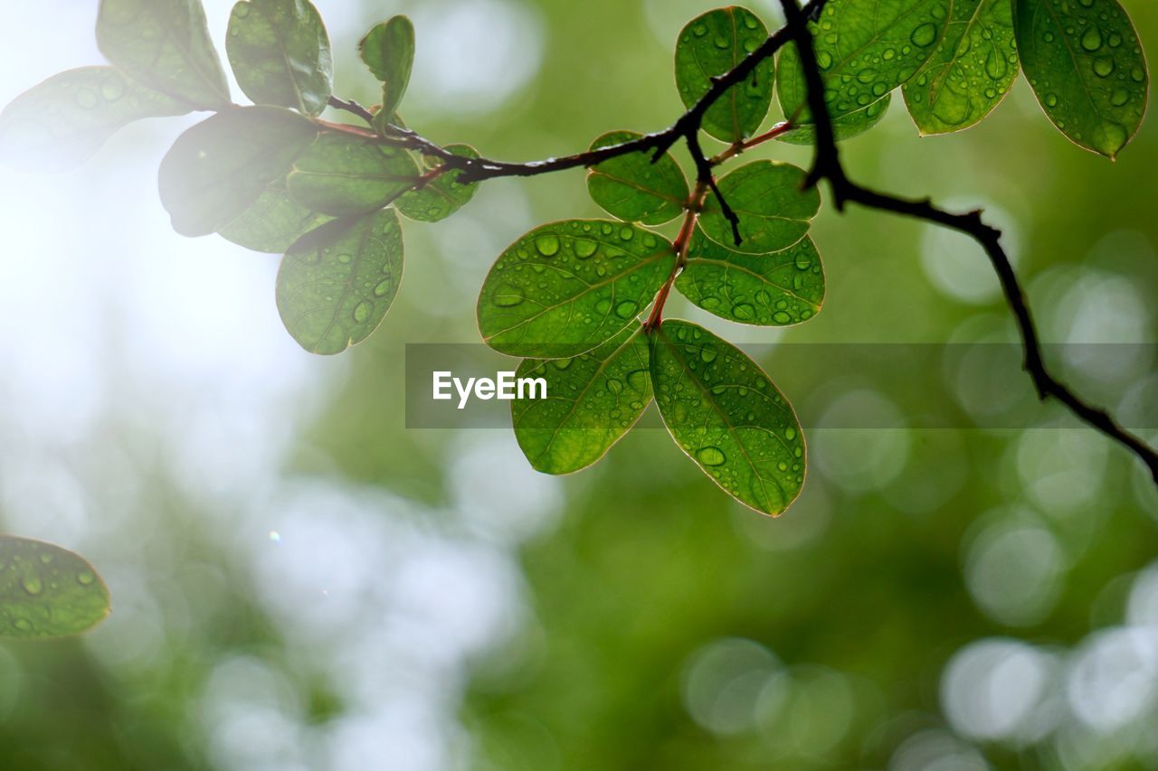 Green tree leaves and branches in the nature in summer, green background