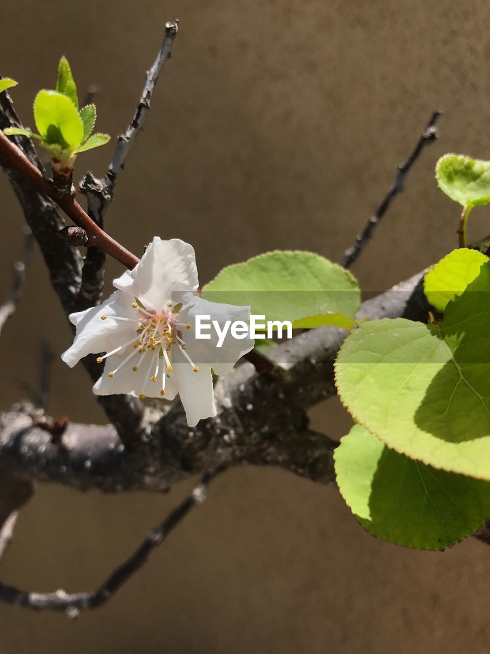 Close-up of white flowers on branch