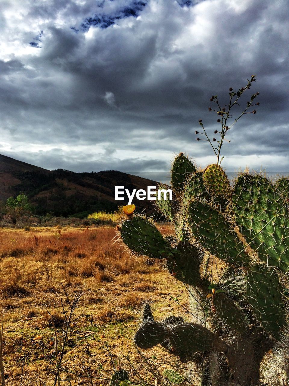 CACTUS PLANT ON FIELD AGAINST SKY