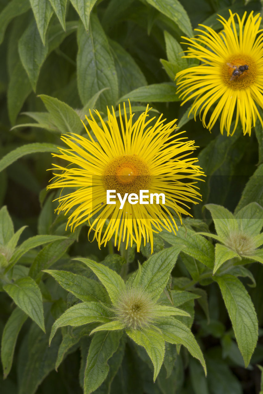 close-up of yellow flower