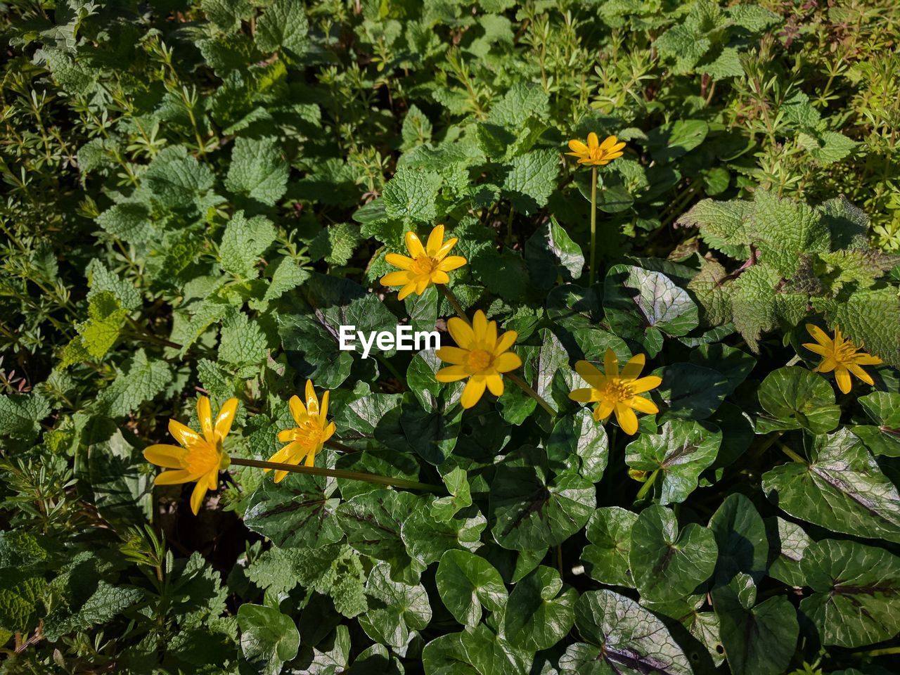 YELLOW FLOWERS GROWING IN PARK