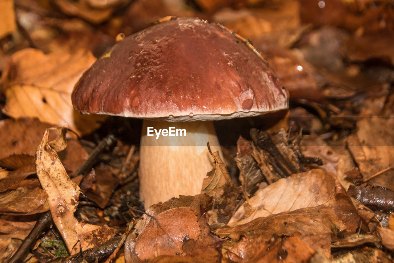 Boletus or porcini mushroom under leaves in the forest