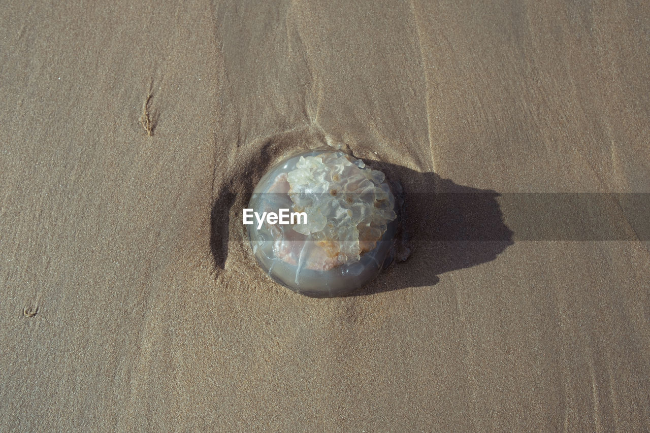 land, sand, beach, nature, high angle view, no people, sea, sunlight, day, shell, water, outdoors, tranquility, beauty in nature, animal wildlife, textured, pattern, close-up, wood