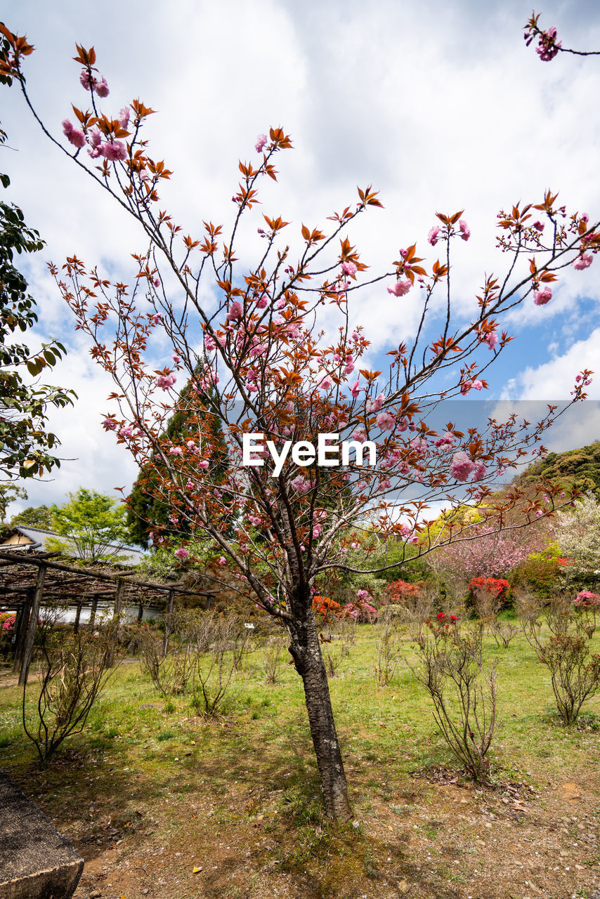 TREES AND PLANTS ON FIELD DURING AUTUMN