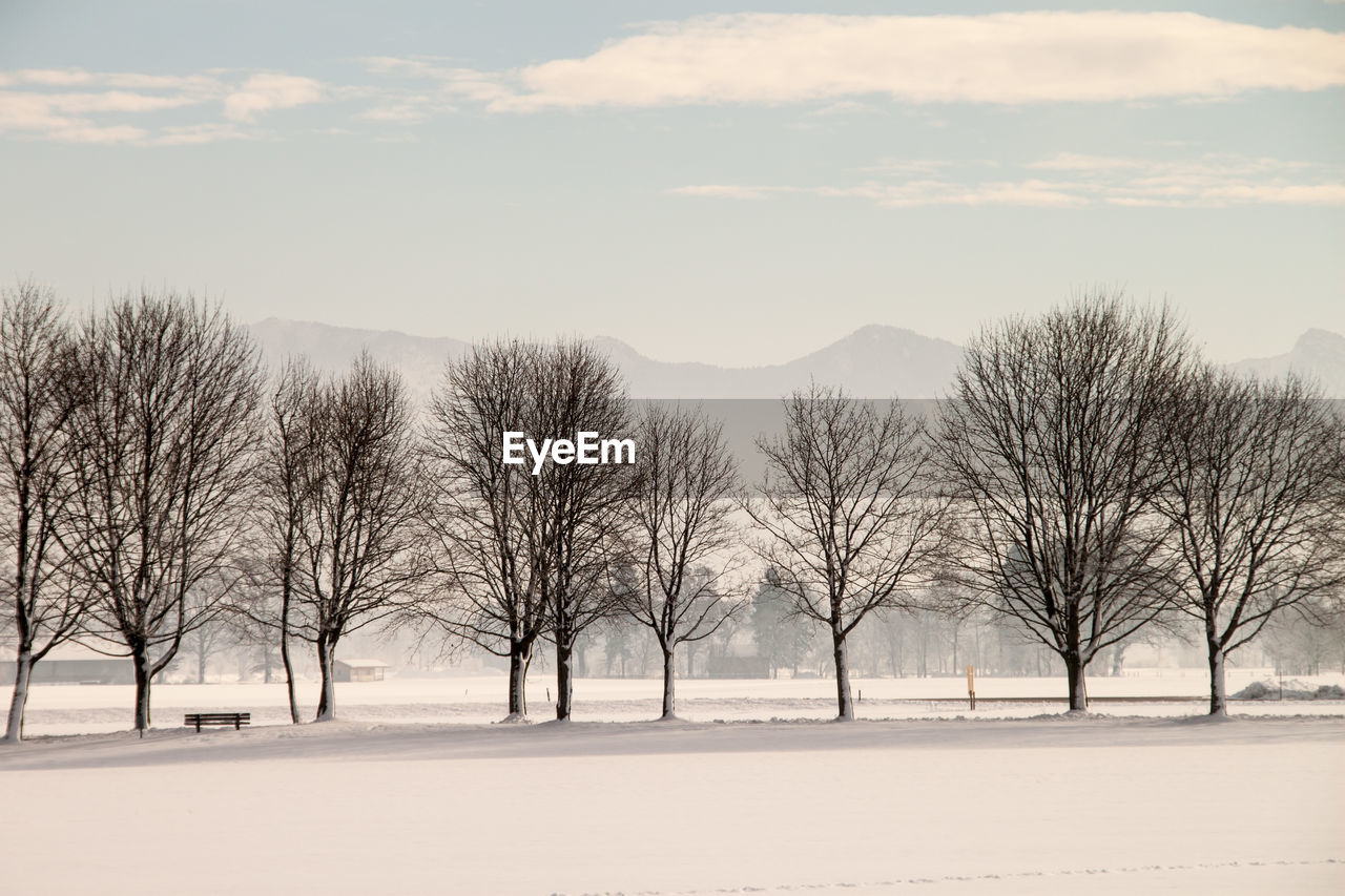 Bare trees on snow field against sky