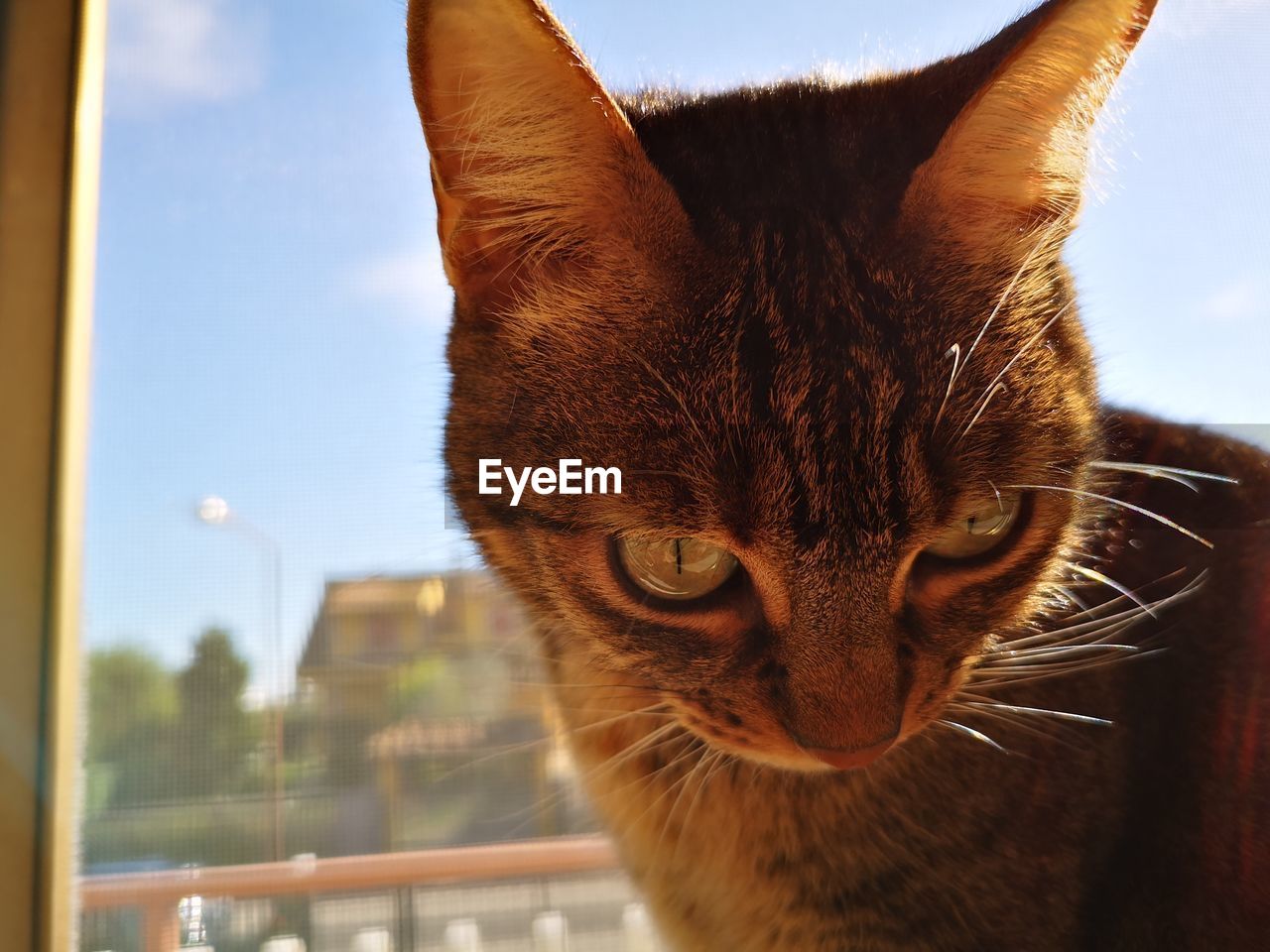 CLOSE-UP OF A CAT LOOKING AT CAMERA