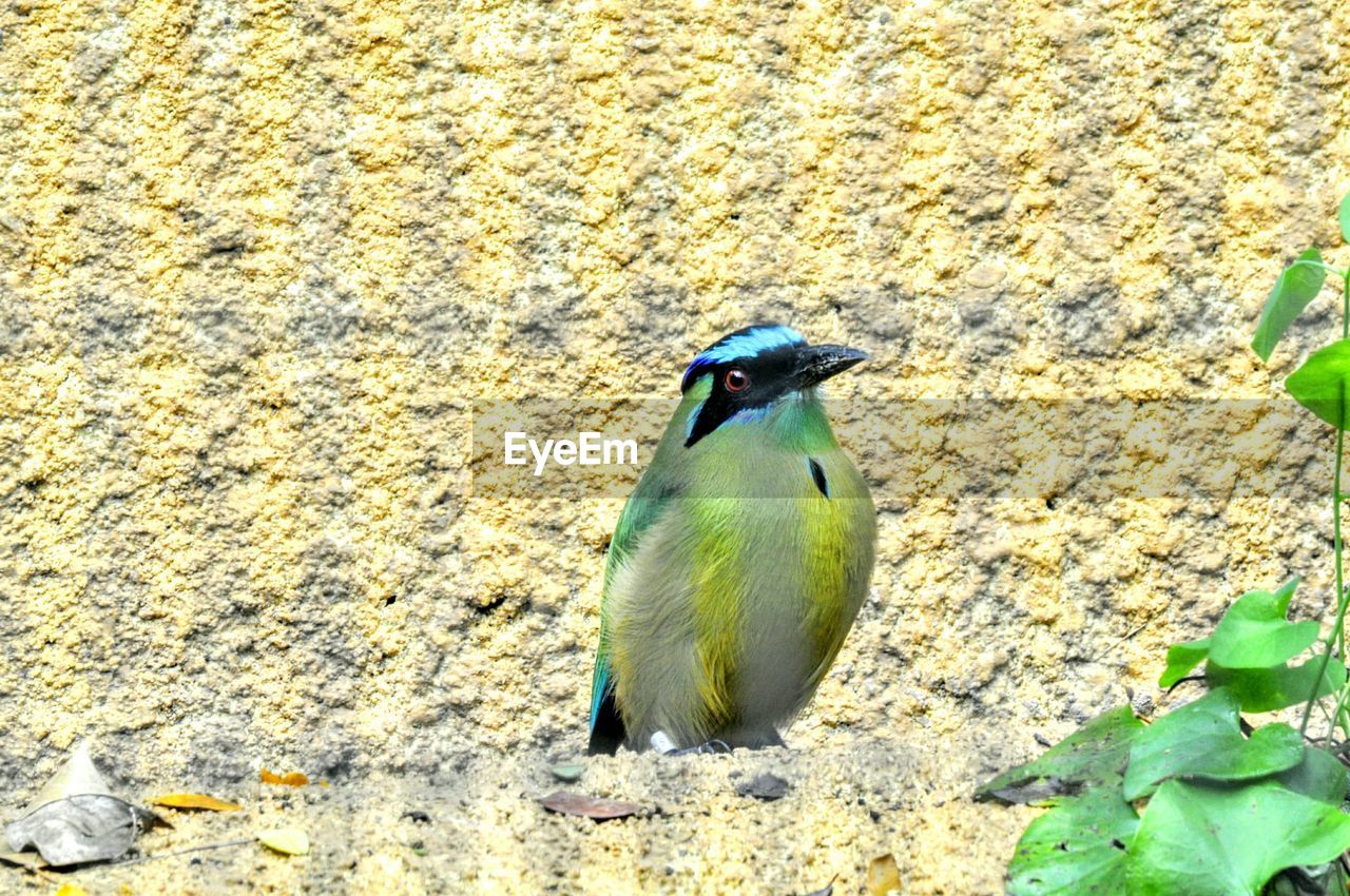 Close-up of bird perching on ground