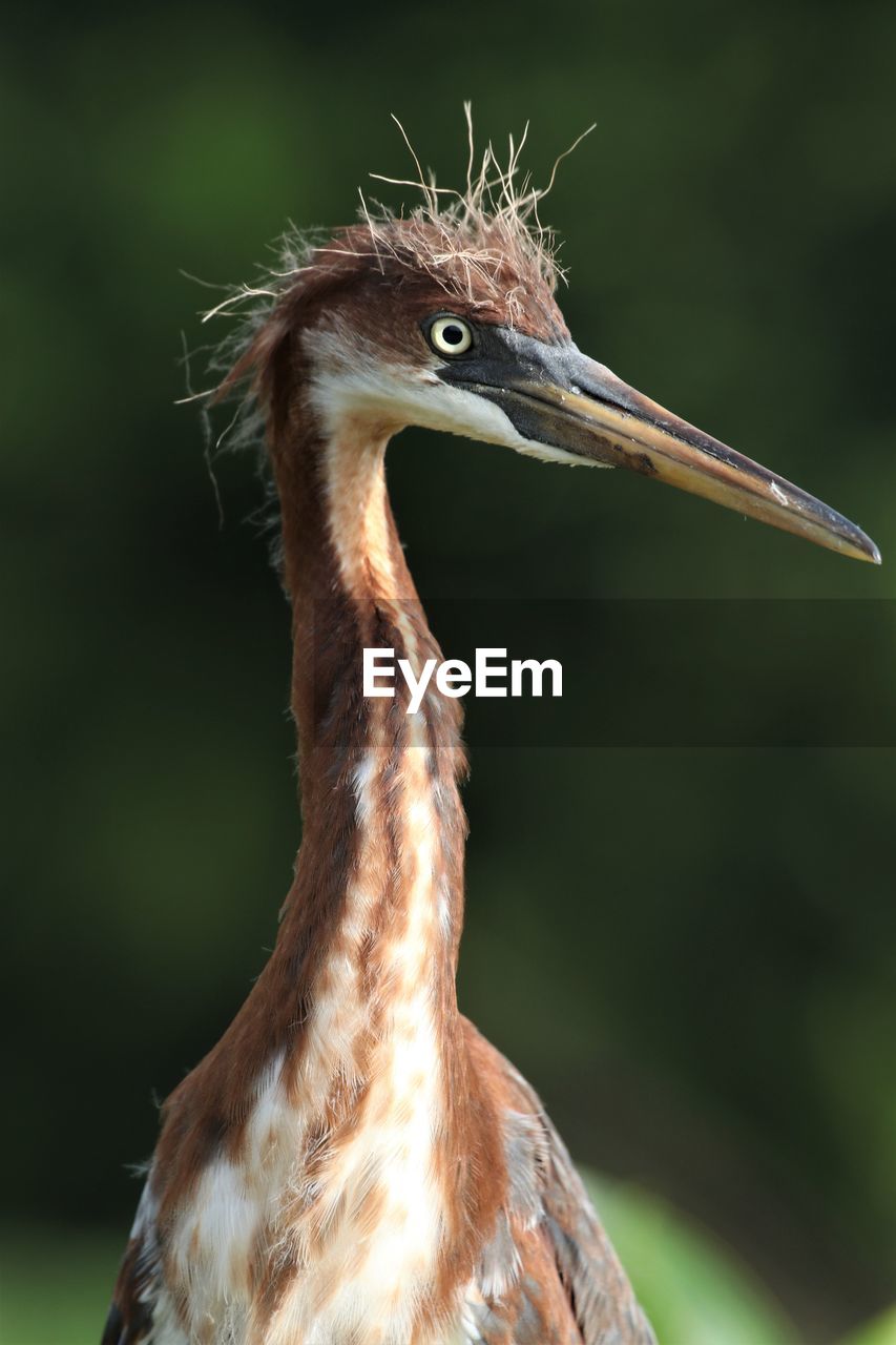 Close-up of a bird