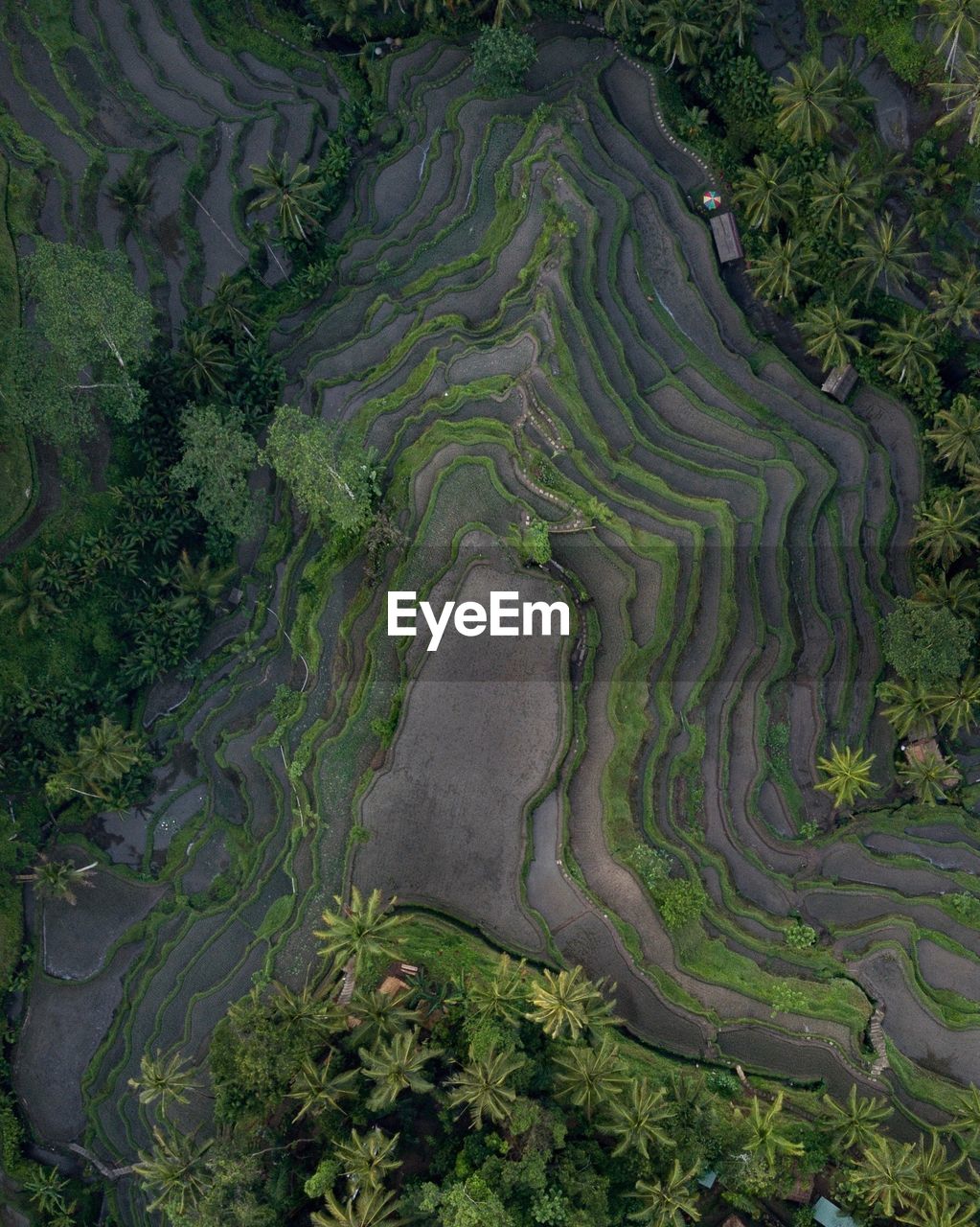 High angle view of rice terraces