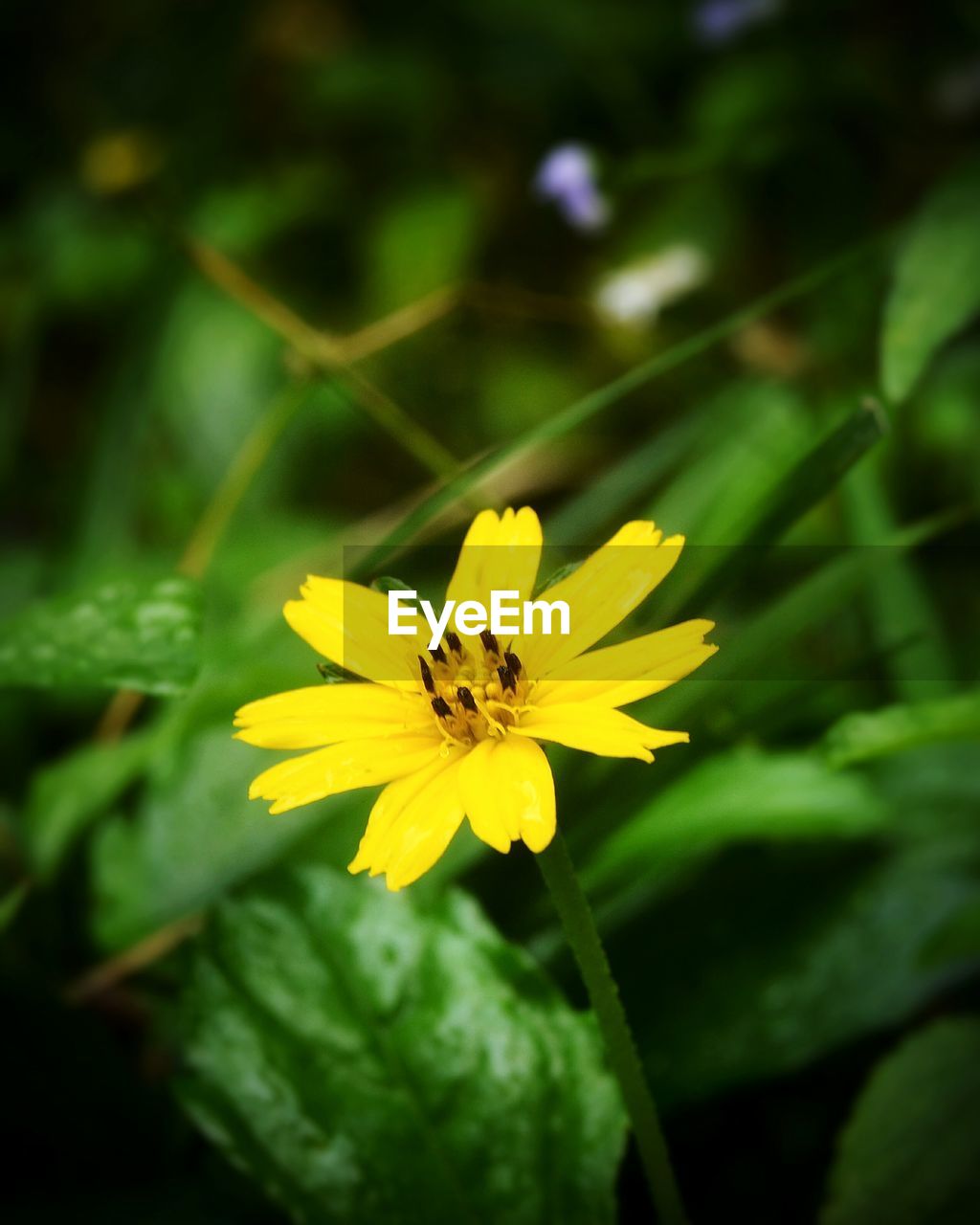 CLOSE-UP OF YELLOW FLOWERS