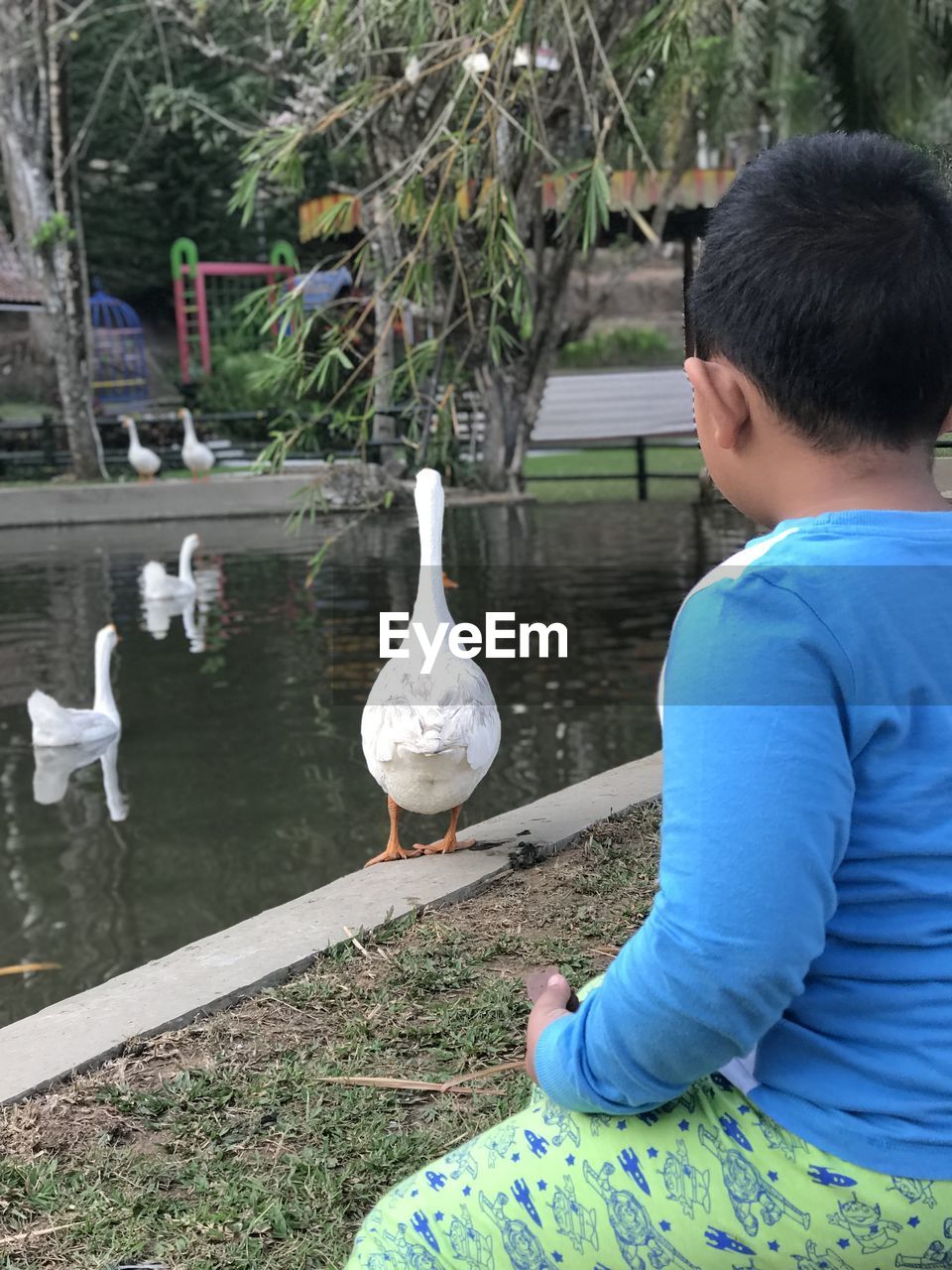 REAR VIEW OF MAN AND BIRDS IN PARK