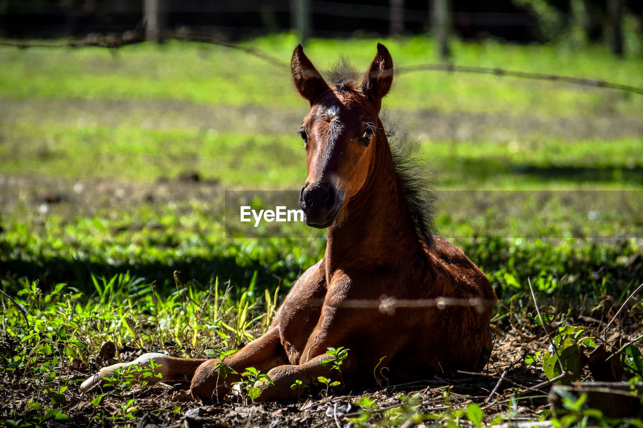 Foal resting on grassy field seen through fence