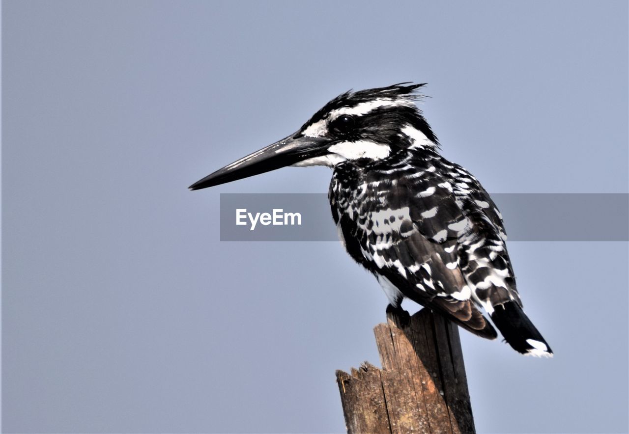 LOW ANGLE VIEW OF BIRD PERCHING ON WOODEN POST