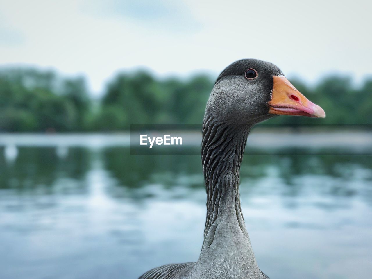 Close-up of goose on lake