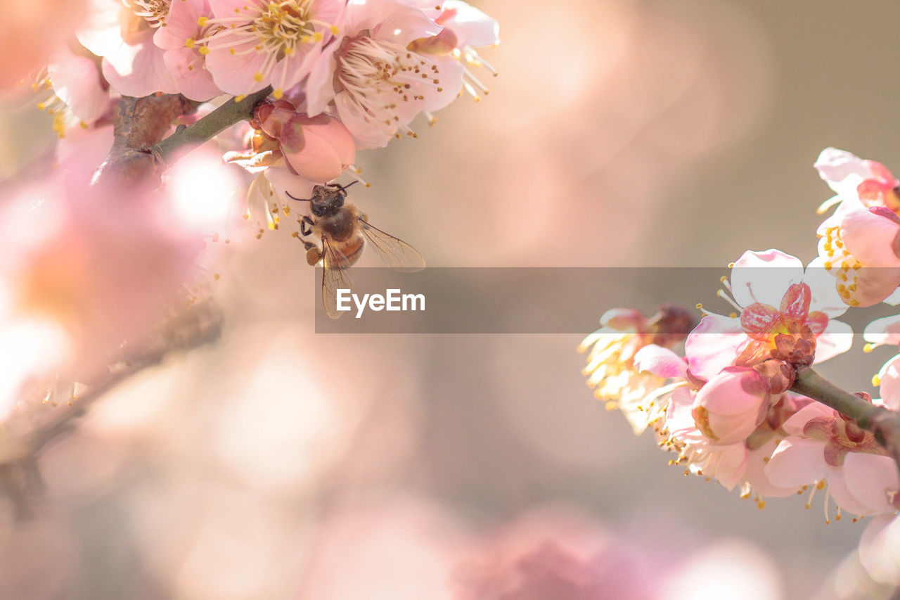 Close-up of pink cherry blossom and bee