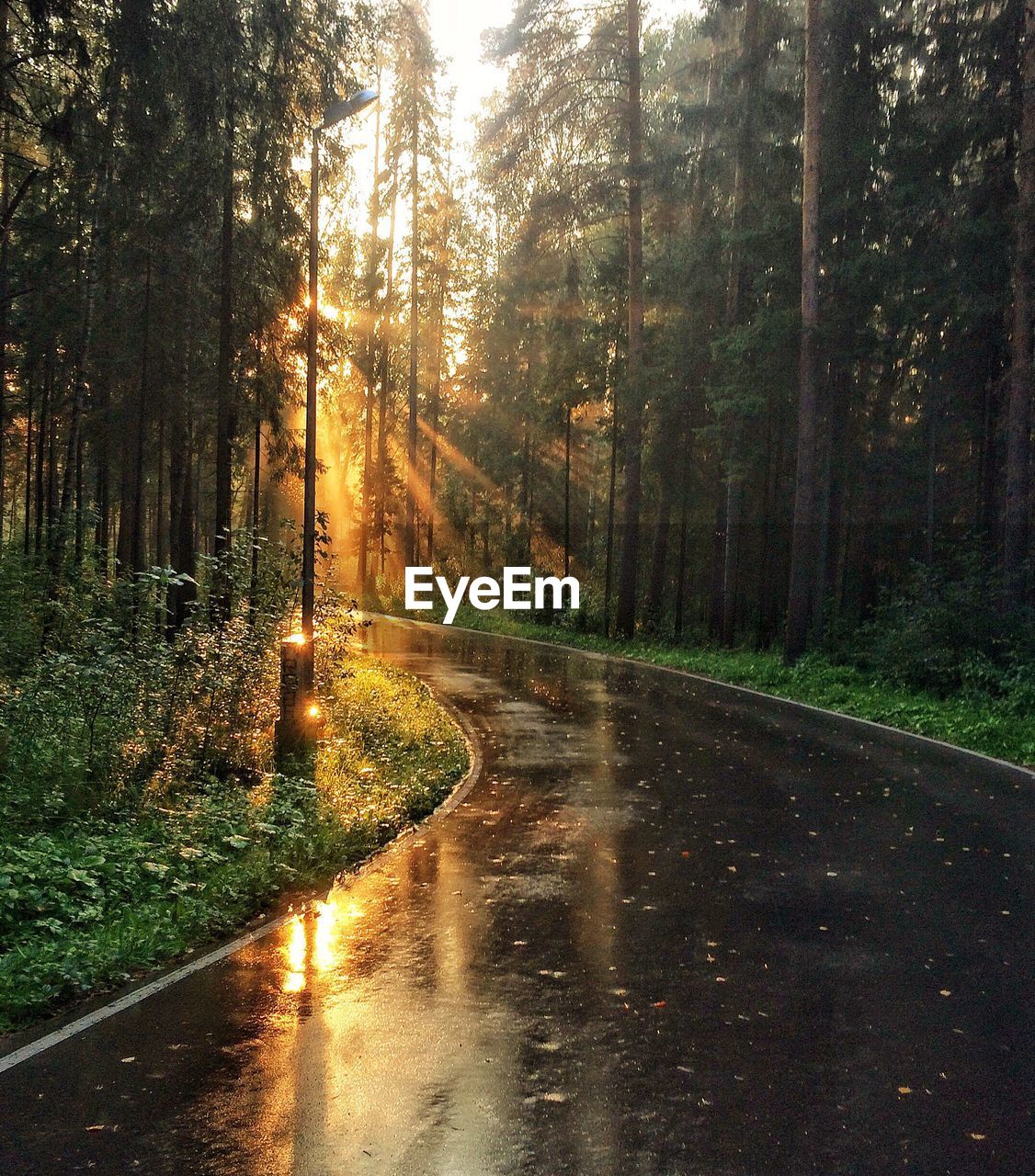 Road amidst trees in forest against sky