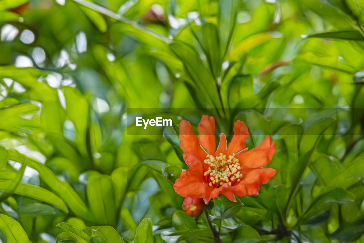 CLOSE-UP OF ORANGE FLOWER