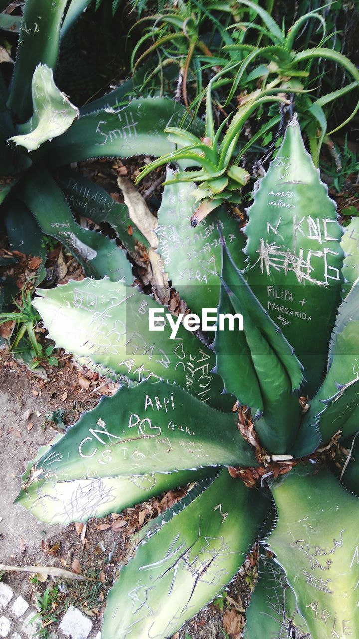 CLOSE-UP OF SUCCULENT PLANT ON FIELD