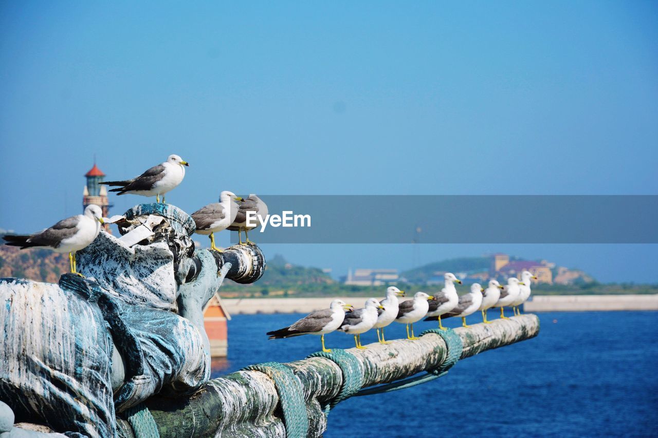 Birds on statue against clear blue sky