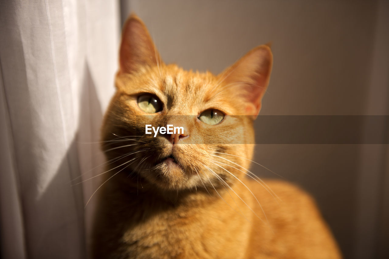 CLOSE-UP PORTRAIT OF A CAT