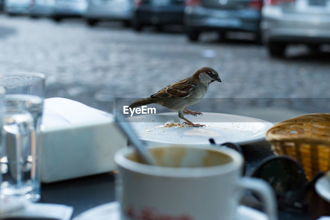 CLOSE-UP OF A BIRD ON A TABLE