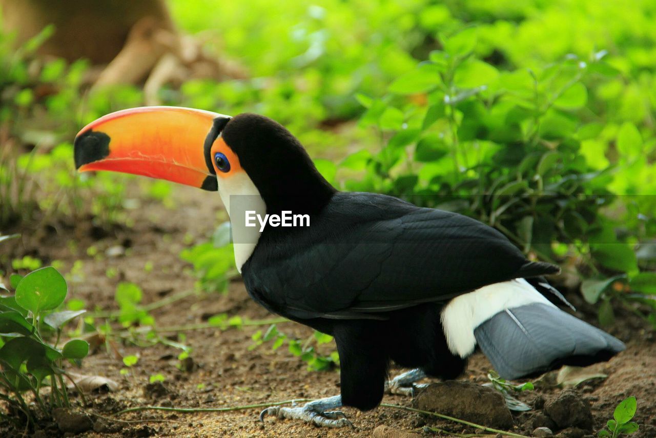 CLOSE-UP OF BIRD PERCHING OUTDOORS