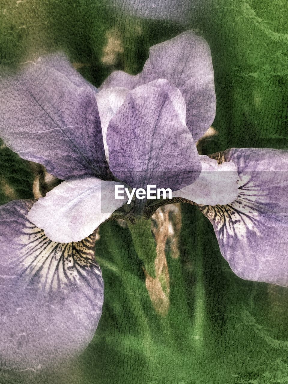 Close-up of purple flower on plant