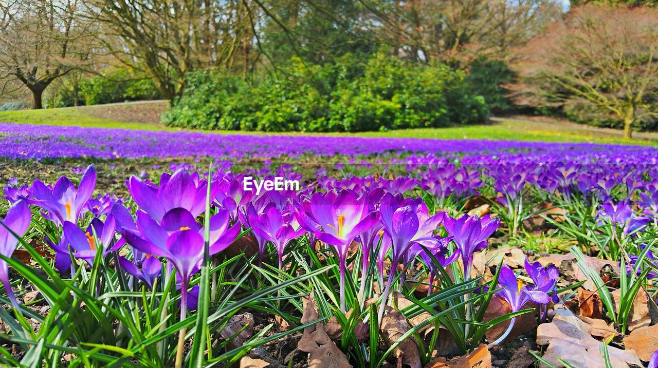 PURPLE FLOWERS BLOOMING ON FIELD