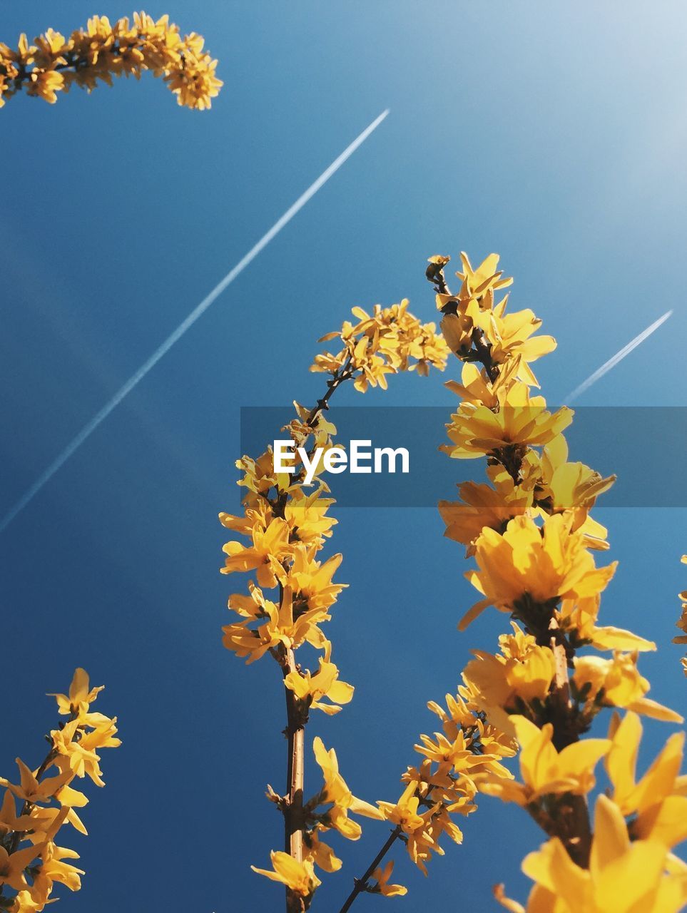 LOW ANGLE VIEW OF FLOWERING PLANT AGAINST CLEAR SKY