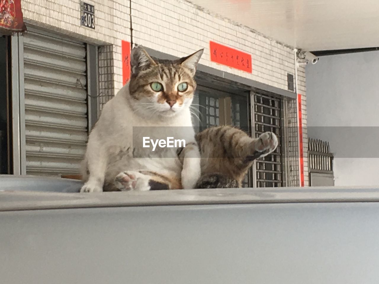 PORTRAIT OF A CAT LOOKING THROUGH WINDOW