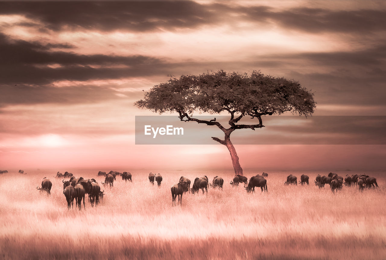 Tree and group of animals on field against sky during sunset