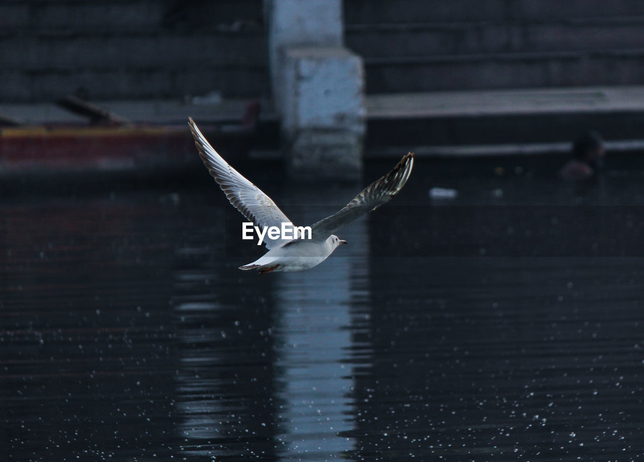 SEAGULL FLYING IN A BIRD