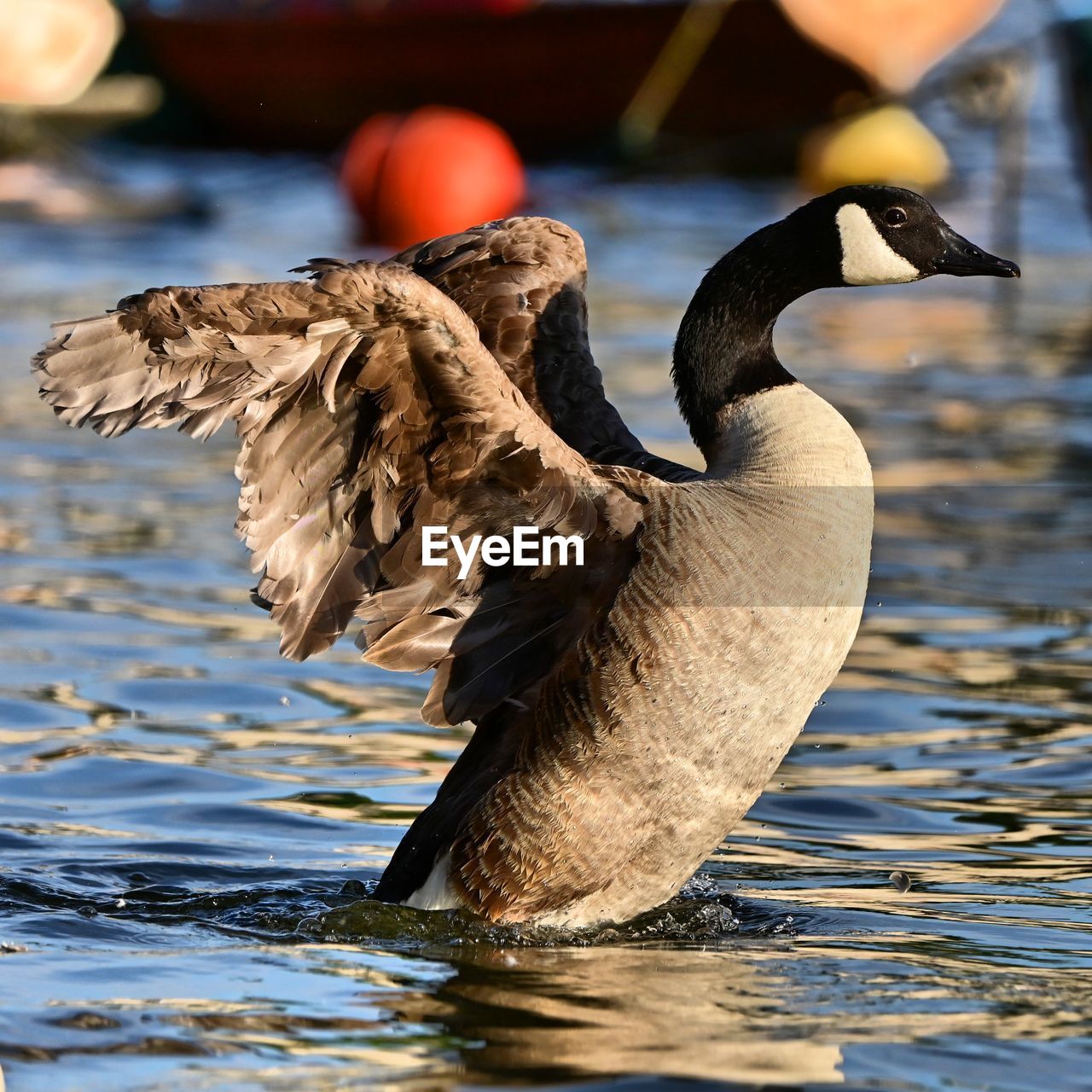 animal themes, animal, bird, animal wildlife, wildlife, water, duck, beak, water bird, ducks, geese and swans, one animal, nature, no people, lake, flying, animal body part, day, swimming, outdoors, goose, focus on foreground