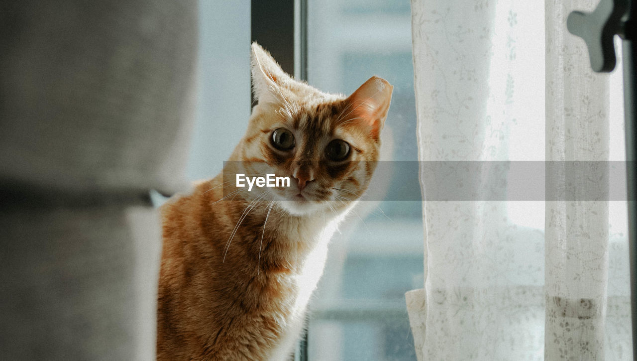 Close-up of a cat looking through window