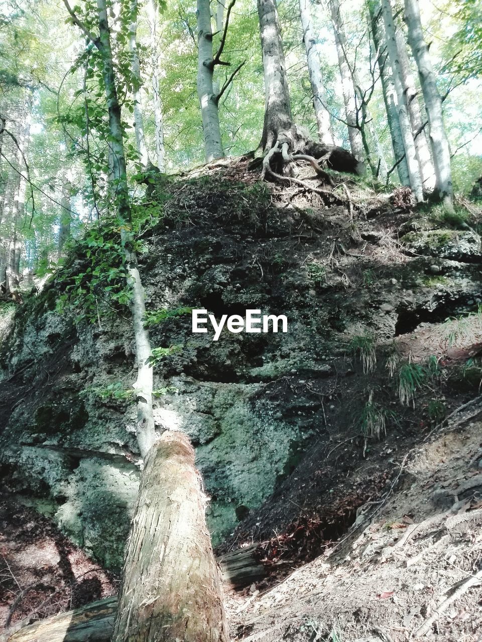 LOW ANGLE VIEW OF MOSS ON TREE TRUNK IN FOREST