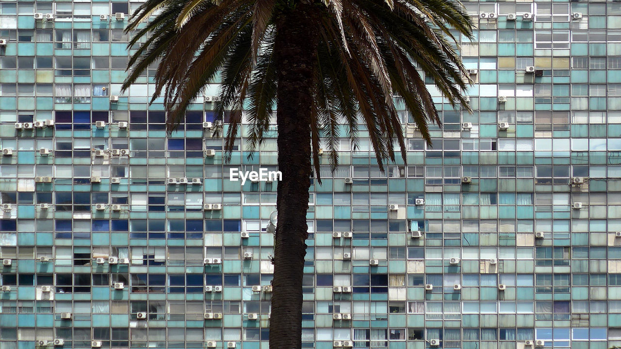 Palm tree against residential building