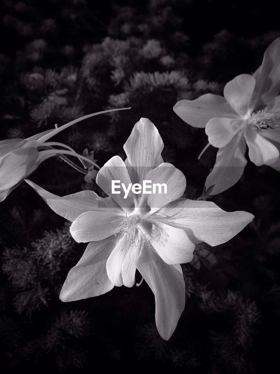 Close-up of white flowers blooming outdoors