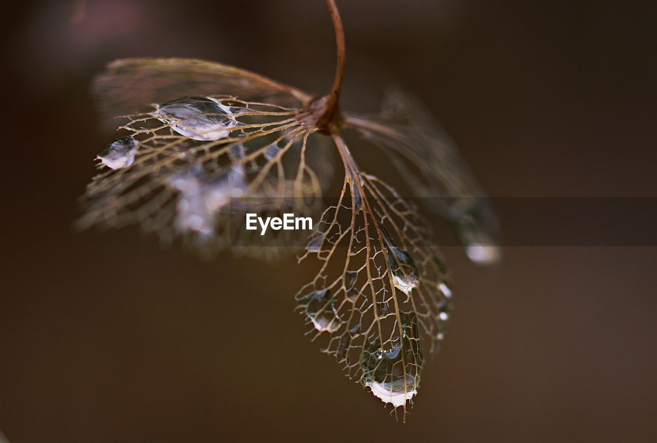 Close-up of wet wilted plant