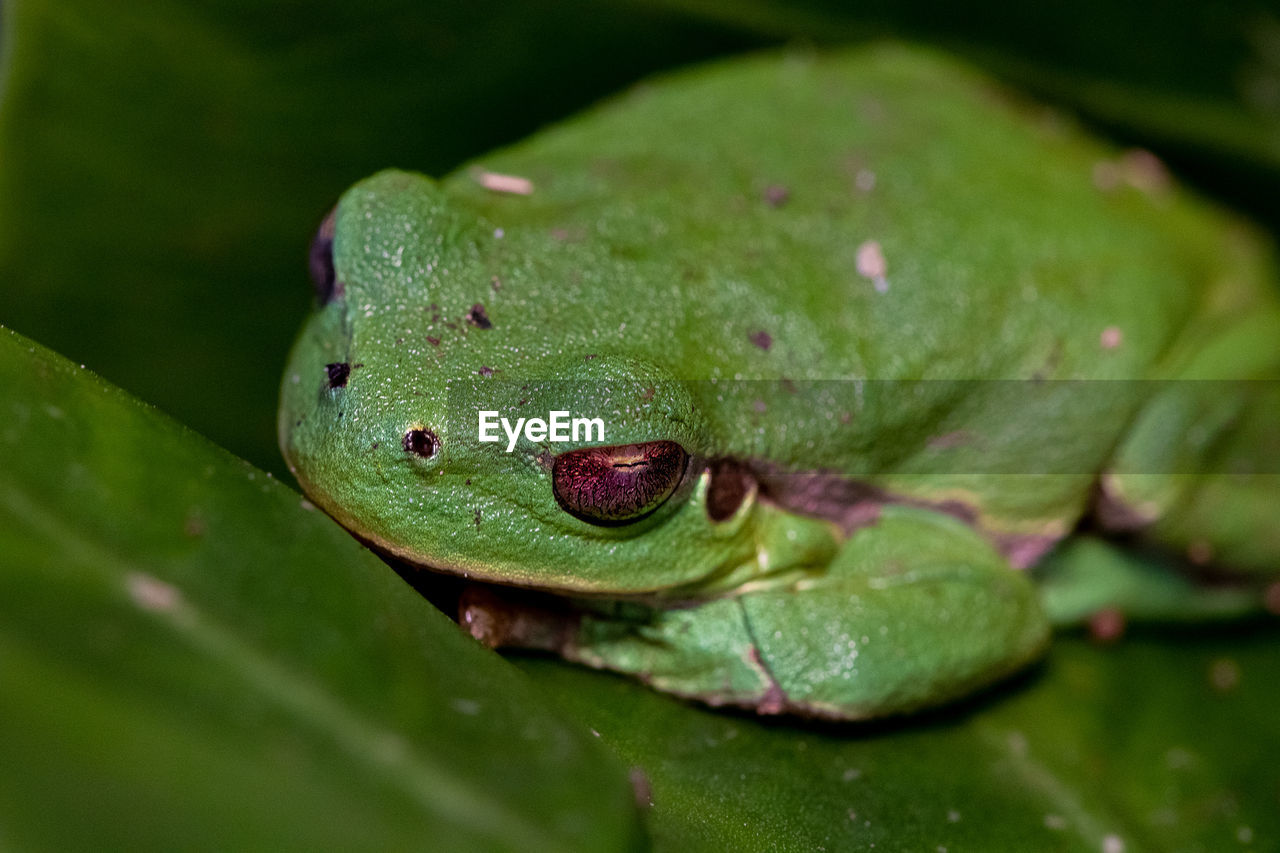 CLOSE-UP OF FROG ON GREEN LEAF